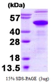Human Ataxin 3 protein. GTX67555-pro