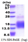 Human MT3 protein, His tag. GTX67562-pro