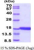 Human GADD45B protein. GTX67568-pro