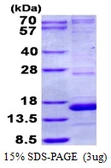 Human NDUFA5 protein, His tag. GTX67582-pro