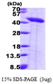 Human Septin 2 protein, His tag. GTX67586-pro