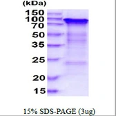 Human NRF2 protein, His tag. GTX67587-pro