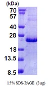 Human NHLH2 protein, His tag. GTX67591-pro