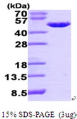 Human EBP1 protein, His tag. GTX67606-pro