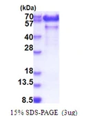 Human Paralemmin protein, His tag. GTX67611-pro