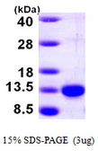 Human PCBD1 protein, His tag. GTX67615-pro