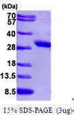 Human PCMT1 protein, His tag. GTX67617-pro