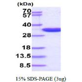 Human PCNA protein. GTX67618-pro