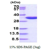 Human PCNA protein. GTX67618-pro