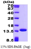Human Profilin 1 protein. GTX67628-pro