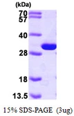Human PGAM1 protein, His tag. GTX67630-pro