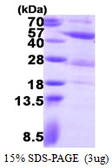 Human PGK2 protein, His tag. GTX67634-pro