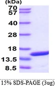 Human PMP2 protein. GTX67642-pro
