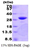 Human PNMT protein. GTX67644-pro