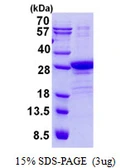 Human POLR2E protein, His tag. GTX67649-pro
