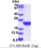 Human POLR2F protein, His tag. GTX67650-pro