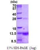 Human POLR2K protein, His tag. GTX67654-pro