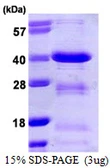 Human BOB1 protein, His tag. GTX67655-pro
