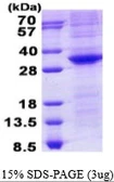 Human Oct4 protein, His tag. GTX67656-pro