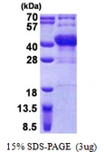 Human POU6F1 protein, His tag. GTX67657-pro