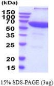 Human PPP2R1A protein, His tag. GTX67663-pro