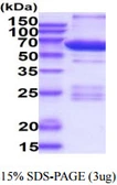 Human PKA C alpha protein, GST tag. GTX67670-pro