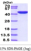 Human ERK2 protein, His tag. GTX67675-pro