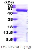 Human ERK1 protein, His tag. GTX67676-pro
