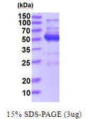 Human JNK1 protein, His tag. GTX67677-pro