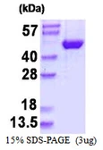 Human JNK2 protein, His tag. GTX67679-pro