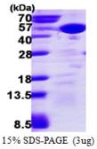 Human SAPK4 protein, His tag. GTX67681-pro