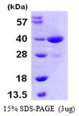 Human MEK3 protein, His tag. GTX67684-pro
