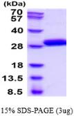 Human Kallikrein 7 protein, His tag. GTX67688-pro