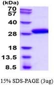 Human Kallikrein 7 protein, His tag. GTX67688-pro