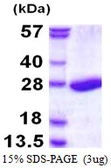 Human Proteasome 20S beta 3 protein, His tag. GTX67697-pro