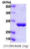 Human PSMD10 protein. GTX67700-pro