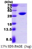 Human PSME2 protein, His tag. GTX67704-pro