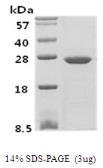 Human PSPH protein. GTX67705-pro