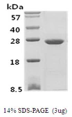 Human PSPH protein. GTX67705-pro