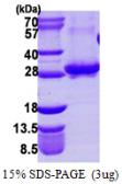 Human RAB3A protein, His tag. GTX67721-pro