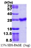Human RAB4A protein, His tag. GTX67724-pro