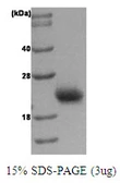 Human RAC1 protein. GTX67732-pro