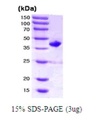Human RAC2 protein, GST tag. GTX67734-pro