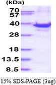 Human RPS3A protein, His tag. GTX67772-pro