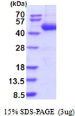 Human SERPINB4 protein, His tag. GTX67806-pro