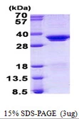 Human SF2 protein, His tag. GTX67812-pro