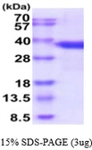 Human SF2 protein, His tag. GTX67813-pro