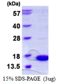 Human SH3BGRL protein, His tag. GTX67815-pro