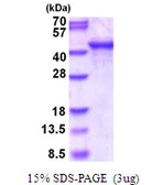 Human SH3GL3 protein, His tag. GTX67817-pro