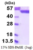Human SHMT1 protein, His tag. GTX67819-pro